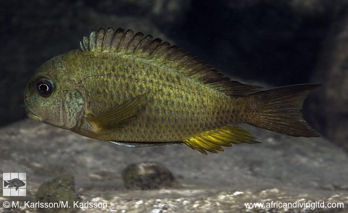 Tropheus sp. 'crescentic' Kangwena